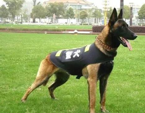  这7种小狗，就沒有当警犬的天赋！