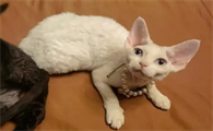 柯尼斯卷毛猫和德文哪个好