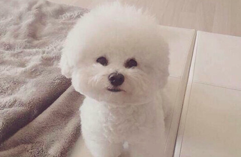 比熊耳朵里面里有糊状的东西是什么？来看看吧