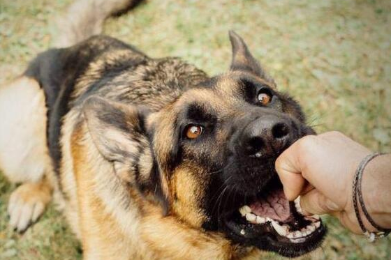被宠物狗咬了怎么办需要打狂犬疫苗吗