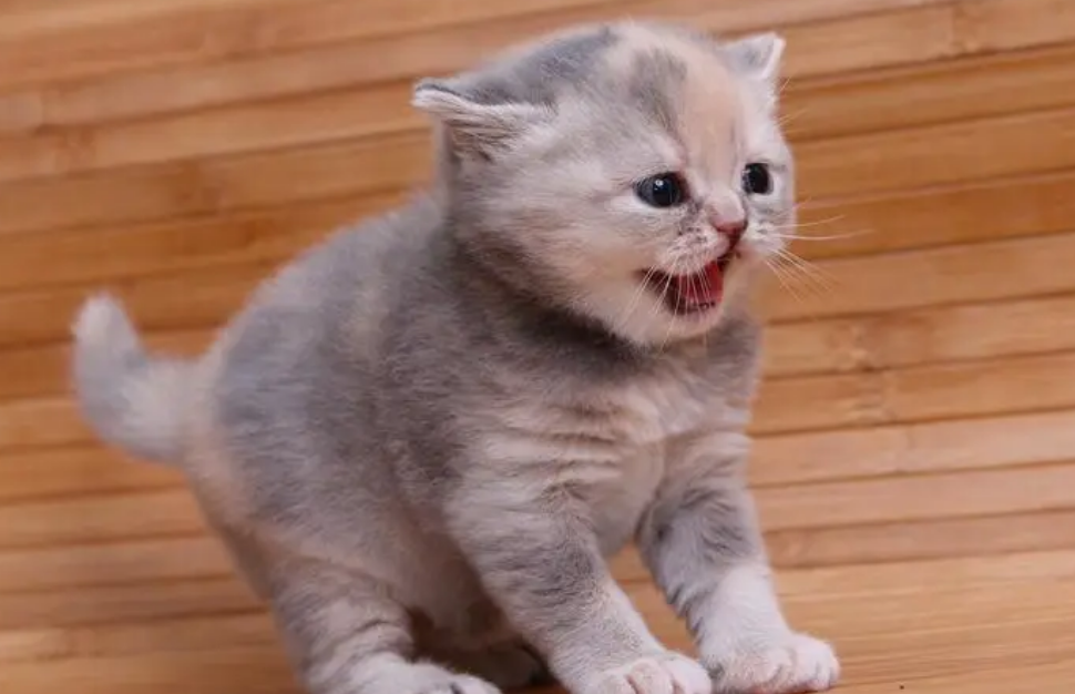 英国蓝短毛猫多少钱一只