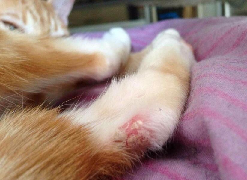  如何避免猫藓扩散？避免猫藓扩散的注意事项！