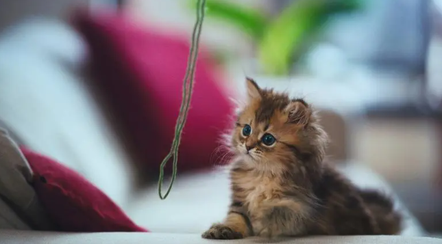 母猫绝育后还会发情吗?这里有答案! 母猫绝育后还会发情吗?这里有答案!