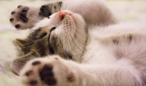 夏季给猫咪补水的重要性，你了解吗？
