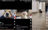 抖音狗狗文案最火