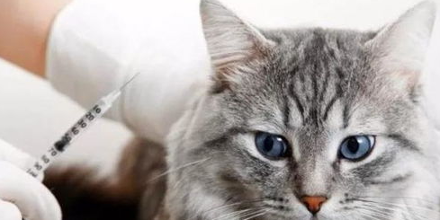 什么是猫白血病?猫白血病的症状及防治方法 什么是猫白血病?猫白血病的症状及防治方法