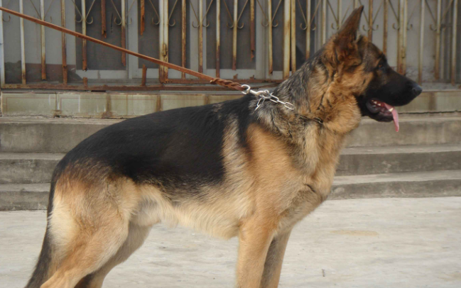 德牧犬舍哪家好 德牧犬舍哪家好