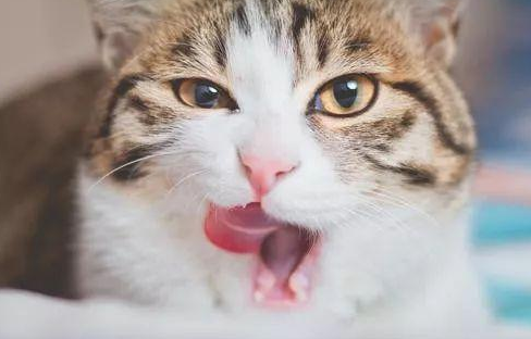 猫咪为什么爱舔牙龈