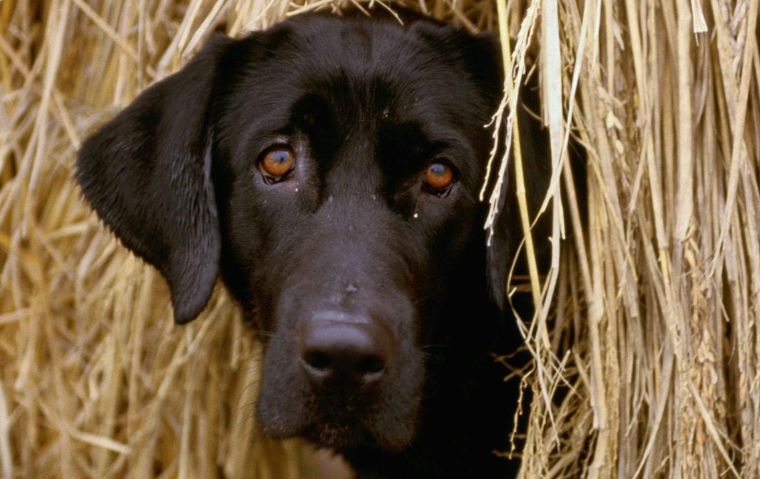 普罗特猎犬小犬多少钱 普罗特猎犬小犬多少钱
