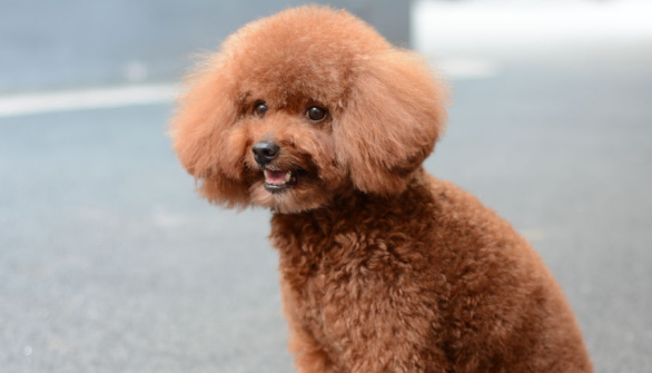 不清楚怎么养泰迪幼犬？宠主注意这6点就可以了！