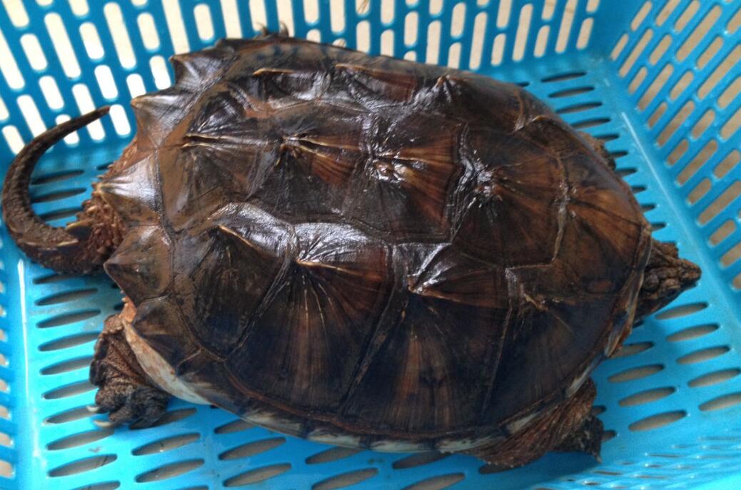 佛州拟鳄龟保护级别?碰到的时候要小心 佛州拟鳄龟保护级别?碰到的时候要小心