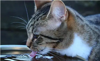 正常猫一天的饮水量是多少?