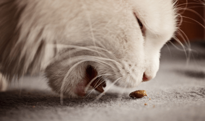 猫咪经常吐猫粮该怎么办？