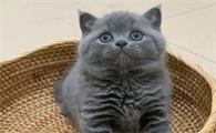 蓝猫和英短什么区别