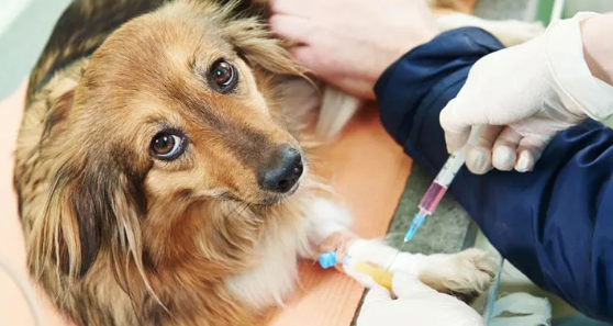 狗狗第三针疫苗可以和狂犬一起打吗