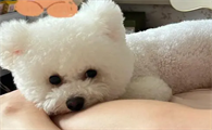 狗狗为什么那么粘人呢