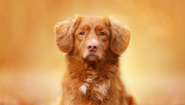 狗毛有狂犬病毒吗？狗感染狂犬病毒的症状是什么？