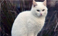 猫咪血压介绍
