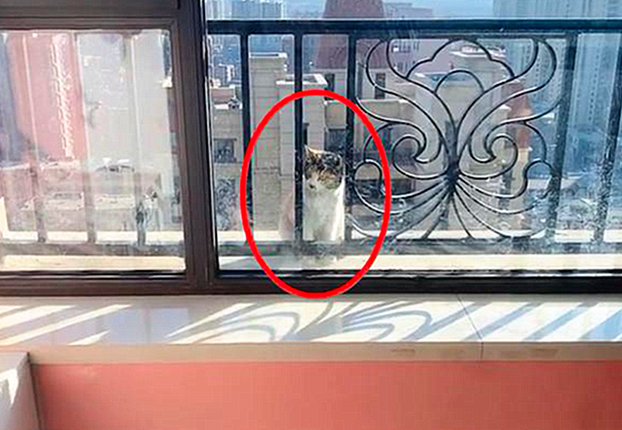 猫咪站在20楼的窗外栏杆上，仔细一看心疼极了