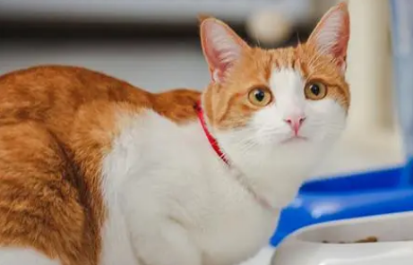 猫咪常见自发性膀胱炎的诊断及治疗! 猫咪常见自发性膀胱炎的诊断及治疗!