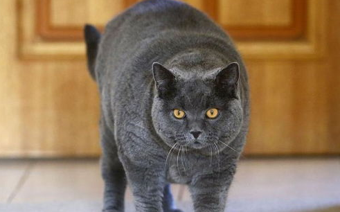 在外散养猫咪会有哪些危害