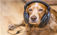 狗狗听了开心的声音