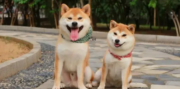 如何判断秋田犬和柴犬？