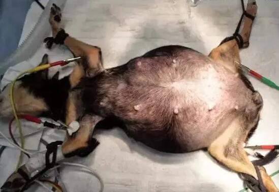 母犬不做绝育之大敌——子宫蓄脓