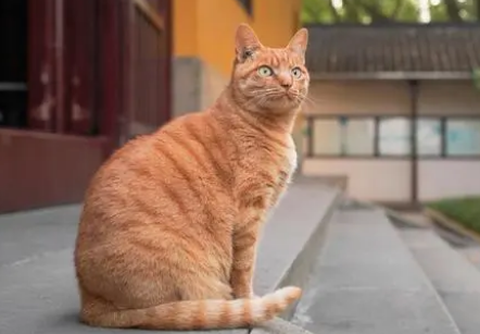 猫咪肾衰如何诊疗?猫咪肾衰的透析治疗! 猫咪肾衰如何诊疗?猫咪肾衰的透析治疗!