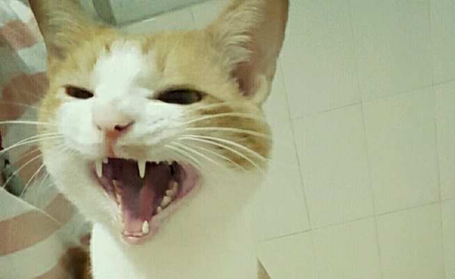 猫咪为什么老是到门口叫