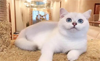 银渐层猫舍价格