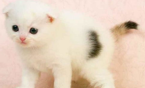 苏格兰折耳猫耳朵直立的原因是什么? 苏格兰折耳猫耳朵直立的原因是什么?