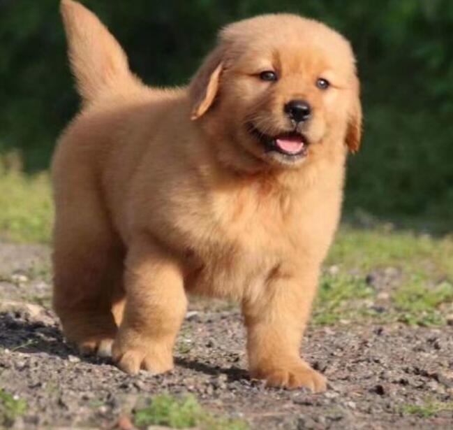 金毛幼犬第一次进家怎么训练? 金毛幼犬第一次进家怎么训练?
