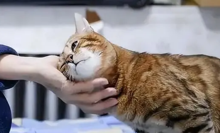 猫咪用头撞人头是为什么 猫咪用头撞人头是为什么