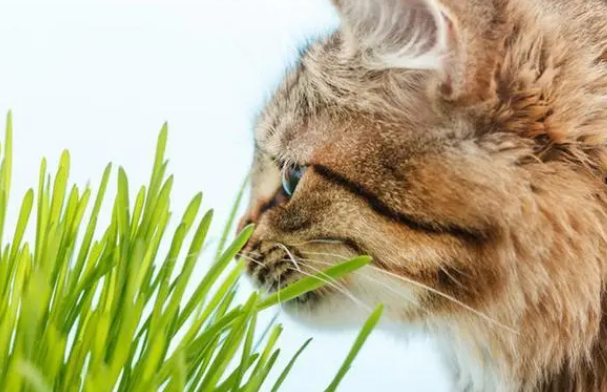 为什么要给猫咪吃猫草？给猫吃猫草的科学依据是什么？