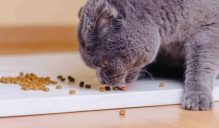 猫咪科普|为什么猫狗粮不能混吃! 猫咪科普|为什么猫狗粮不能混吃!