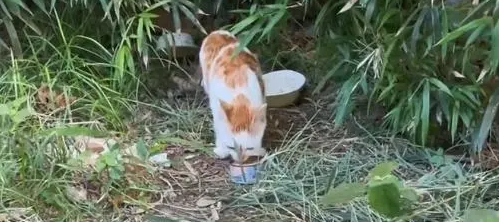 流浪猫究竟有多卑微,一个罐头竟能换取它的全部信任 流浪猫究竟有多卑微,一个罐头竟能换取它的全部信任