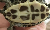 麝香龟腐甲怎么治