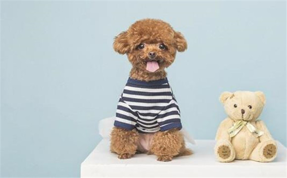 泰迪犬好几个月退儿童乳牙？