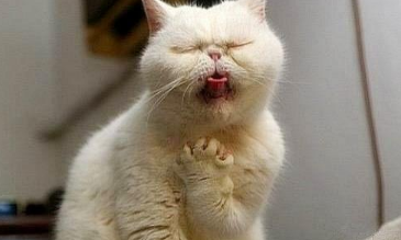 猫咪咳嗽但是咳不出来的样子该怎么办? 猫咪咳嗽但是咳不出来的样子该怎么办?