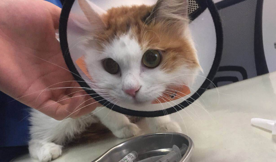 猫咪会被人拒绝养吗 猫咪会被人拒绝养吗
