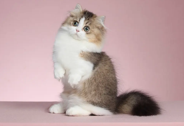 猫舍矮脚猫价格 猫舍矮脚猫价格