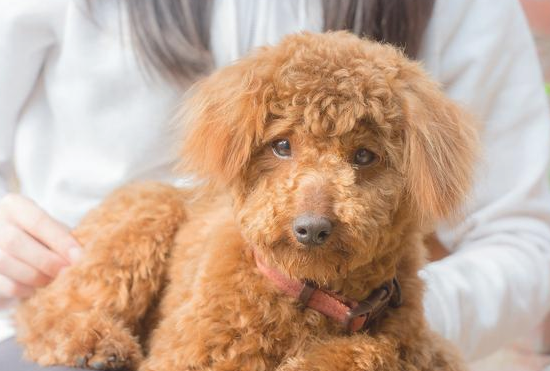 为何许多人很反感泰迪犬，由于这3点“惹人嫌”了！