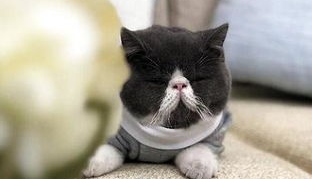 猫鼻支痊愈后,要终身隔离么? 猫鼻支痊愈后,要终身隔离么?