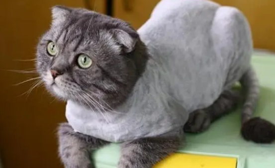 宠物猫怎么剃毛？你知道吗？