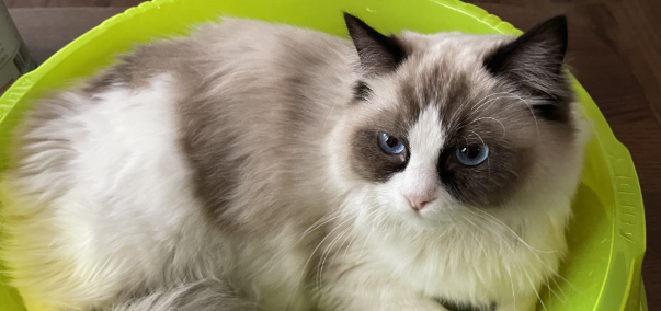 布偶猫品相分级