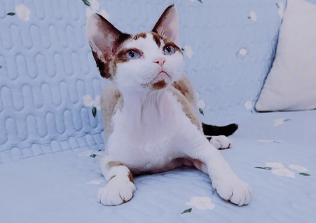 德文蓝色卷毛猫好不好 德文蓝色卷毛猫好不好