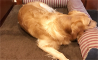 狗狗拉稀像奶油奶酪也有恶臭味是怎么回事？宠主来看看吧