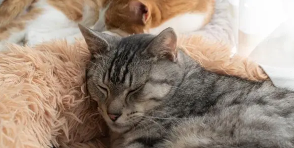 猫咪为什么不用枕头睡觉 猫咪为什么不用枕头睡觉