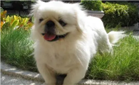 北京犬的常见疾病有哪些该如何防治?